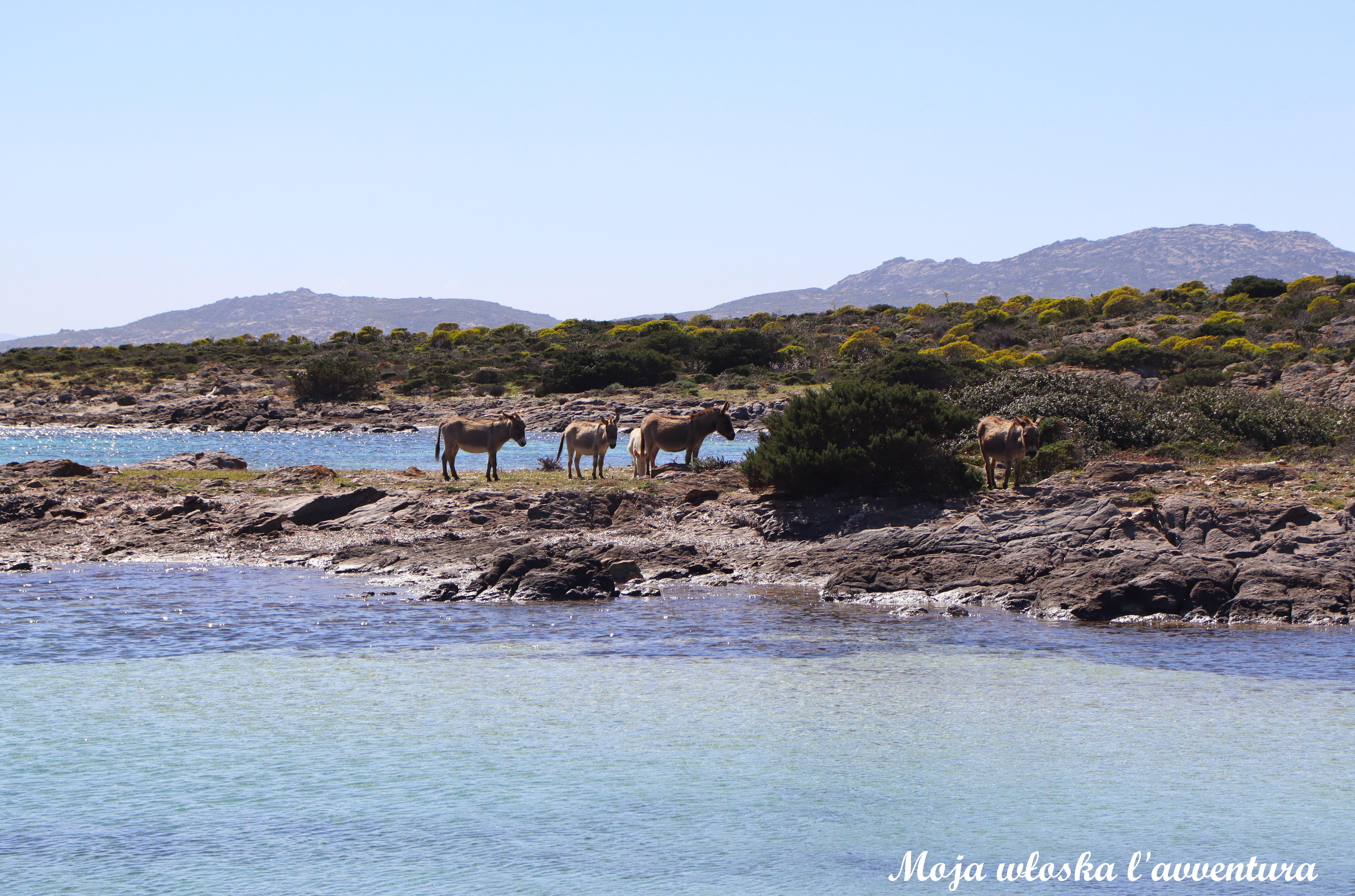 Wyspa Asinara. Wyspiarskie życie osłów. Rowerami przez Asinarę